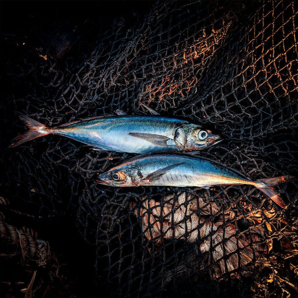 Patagonia Provisions Smoked Jack Mackerel